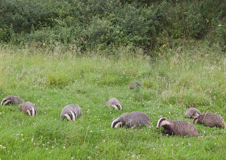 A family of badgers feeding in a patch of long grass