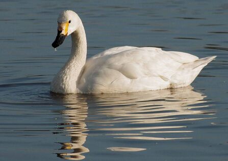 A bewick's swan swimming on a lake. It has a black beak with a blunt block of yellow at the base