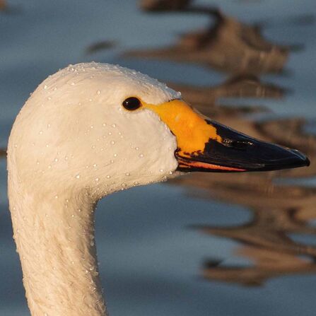 close up on a Bewick's swan head, showing its black beak with a blunt yellow patch at the base