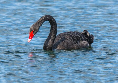 a black swan floating on a lake. It has pale-edged black feathers and a bright red beak