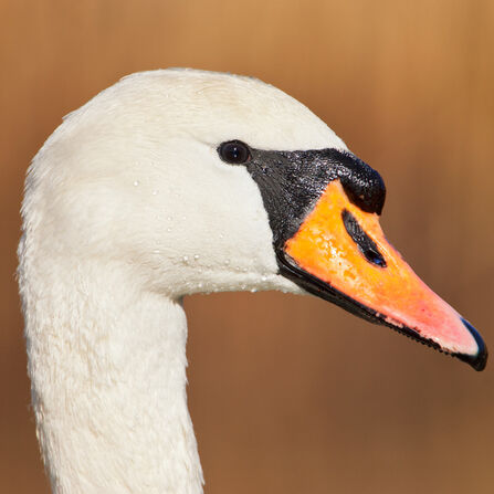 close up on a mute swan's head, showing its pinkish-orange beak