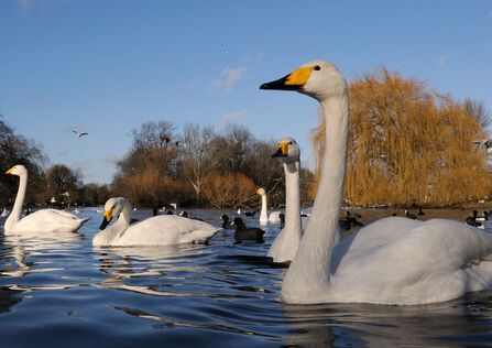 five whooper swans swimming on a lake, alongside coots and tufted ducks. The swans have black beaks with a yellow wedge at the base