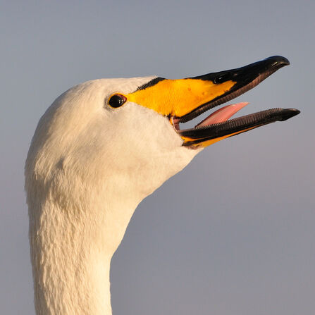 A close up on a whooper swan's head, with its beak open and its tongue visible as it calls. The beak is black with a yellow wedge at the base