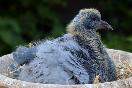 A young pigeon in a nest