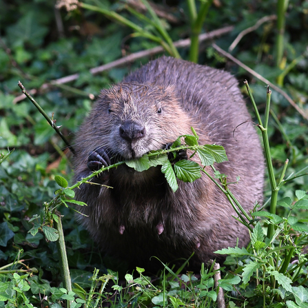 Beaver