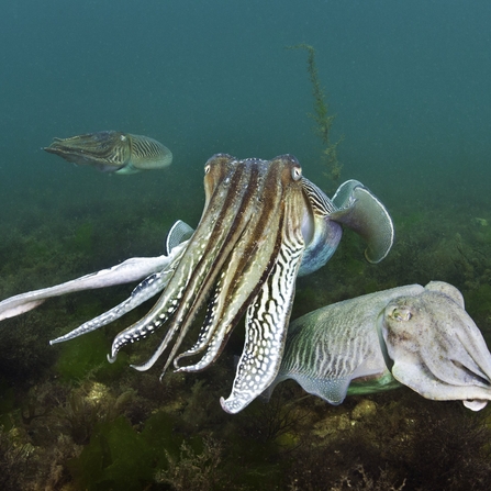 Cuttlefish