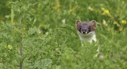 stoat