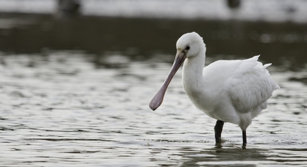 Spoonbill 