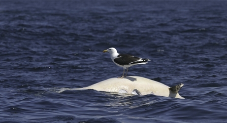 Risso's Dolphin