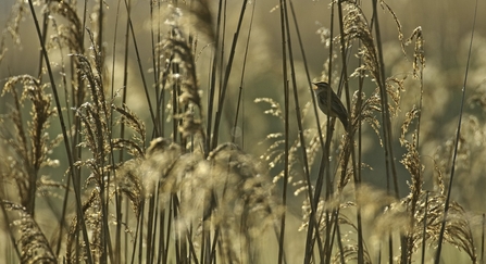 Sedge warbler