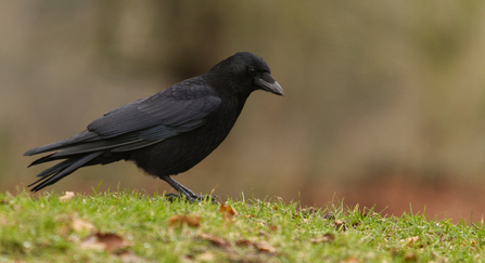 Carrion crow 
