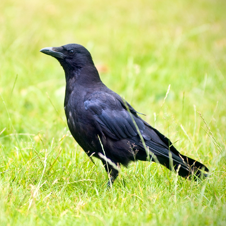 Carrion crow