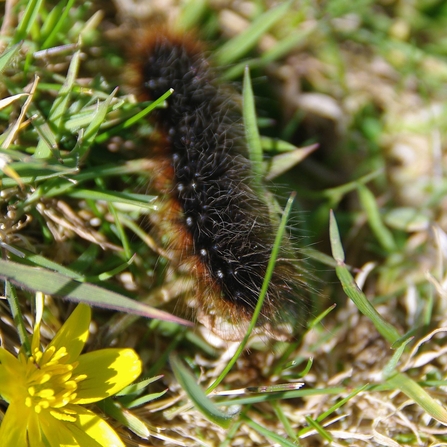 Garden tiger moth caterpillar