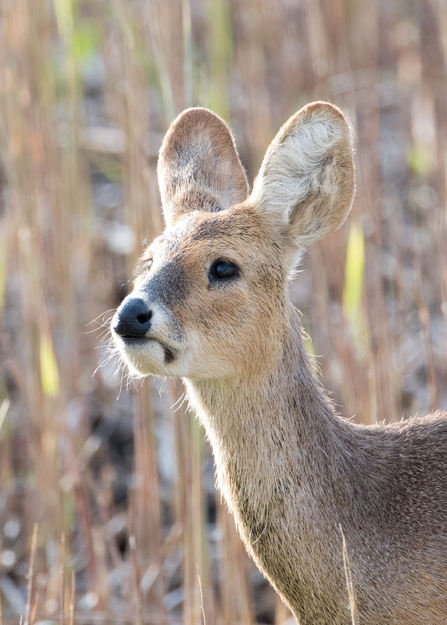 Chinese water deer