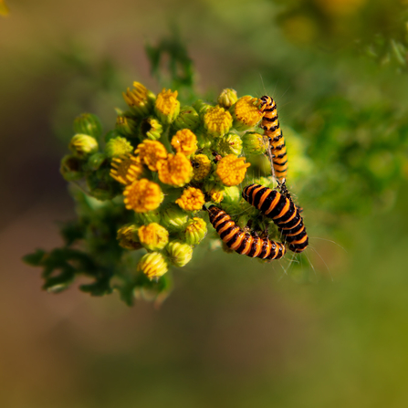 Cinnabar caterpillars