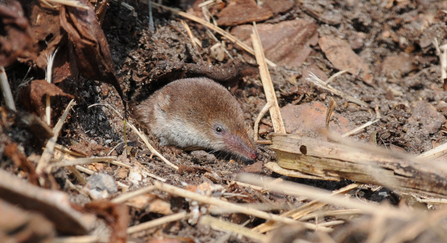 Shrew