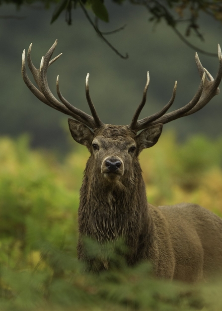 Red Deer