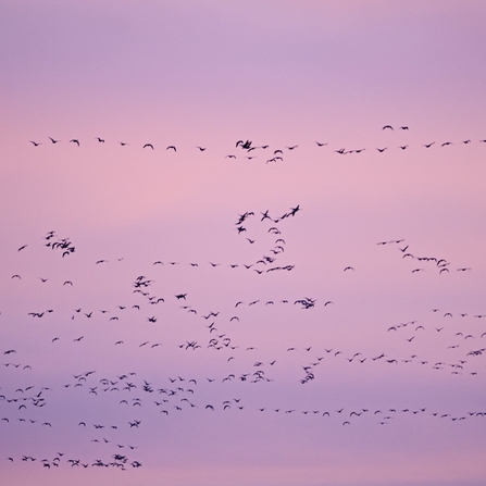Pink footed geese