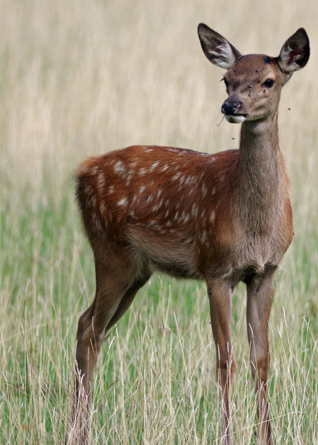 Fallow deer