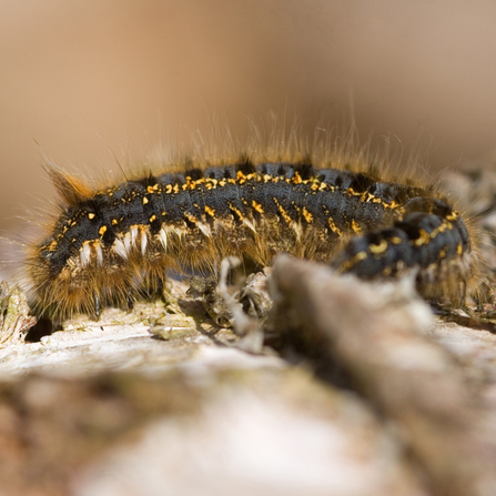 Drinker moth caterpillar