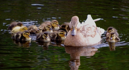 Mallard with ducklings