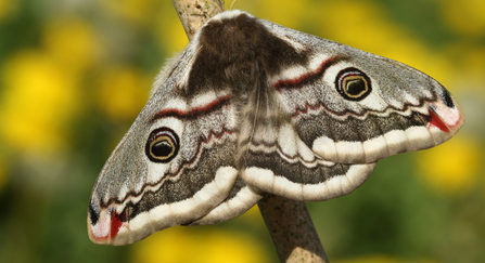 Emperor moth