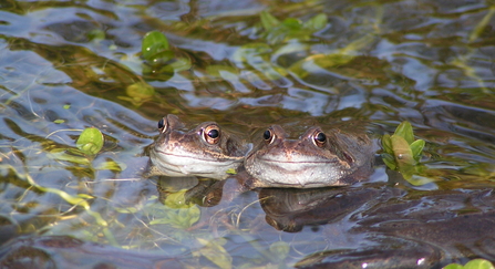 Common frog