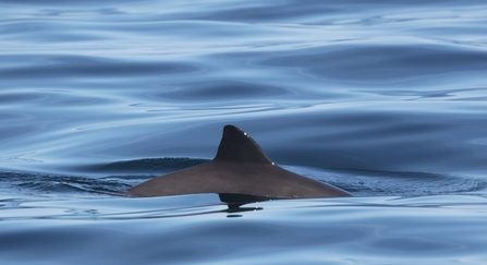 Harbour porpoise