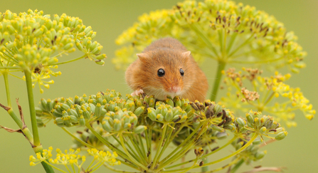 Harvest mouse