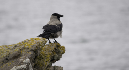 Hooded crow