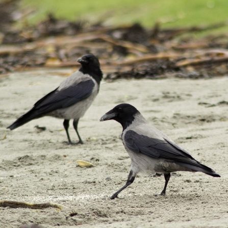 Rook, Bird Identification Guide