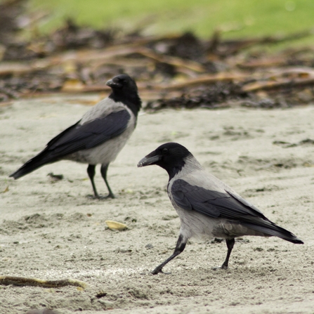 Hooded crow