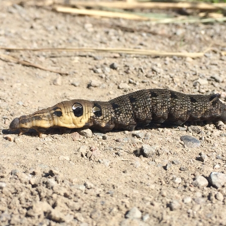 Elephant hawk-moth caterpillar