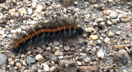 Fox moth caterpillar