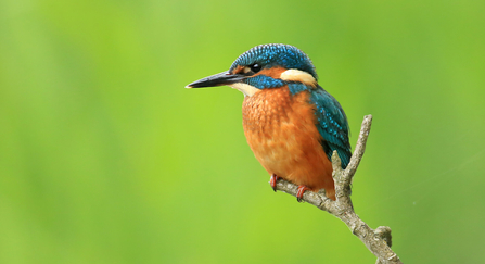 Kingfisher