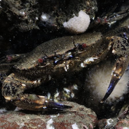 Velvet swimming crab