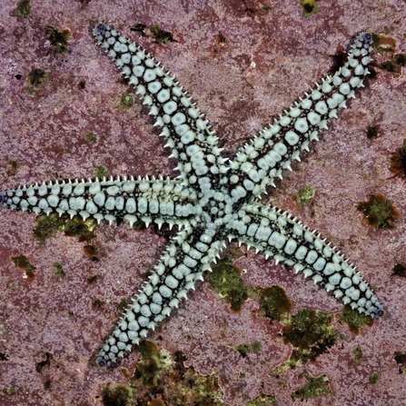 Spiny starfish