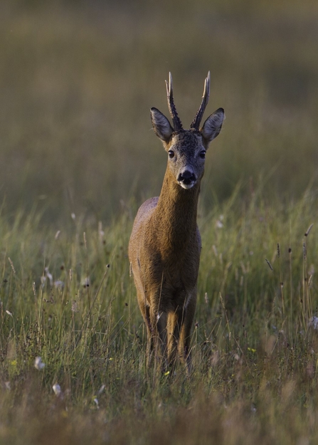 Roe Deer