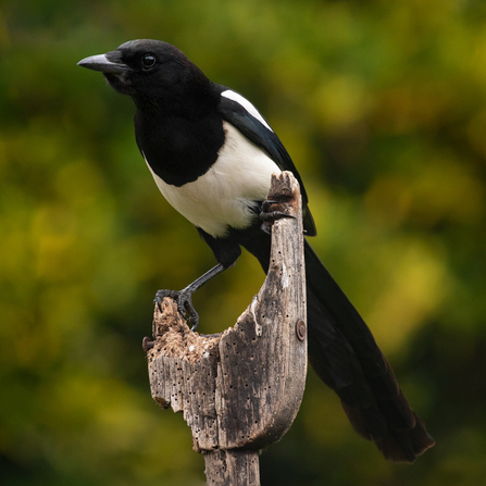 Magpie