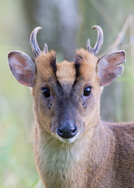 Muntjac deer