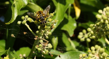 batman hoverfly