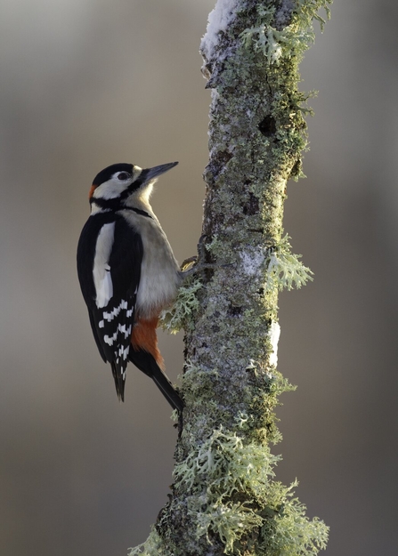 Woodpecker 