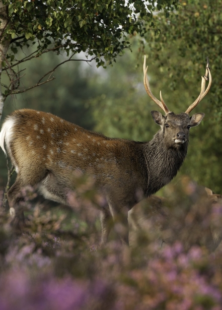 Sika deer