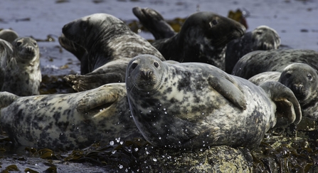 Grey Seals