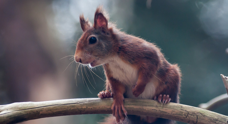 Red squirrel