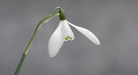 Snowdrop