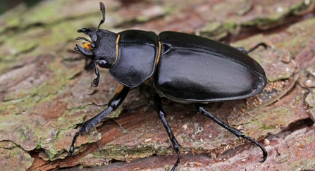 Stag beetle