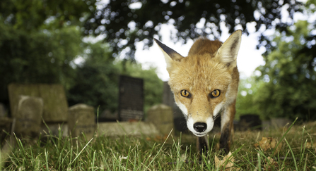 Urban fox