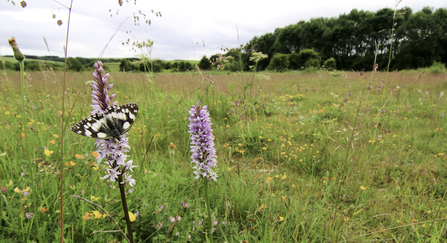 Marbled white butterfly