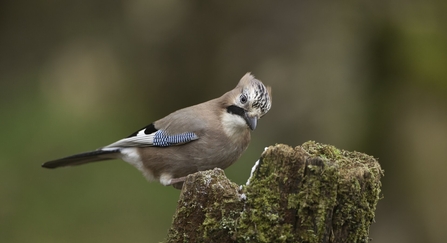 Jay (Garrulus glandarius) in woodland setting, Scotland, UK -